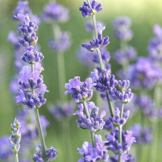 Lavender (Bunch)